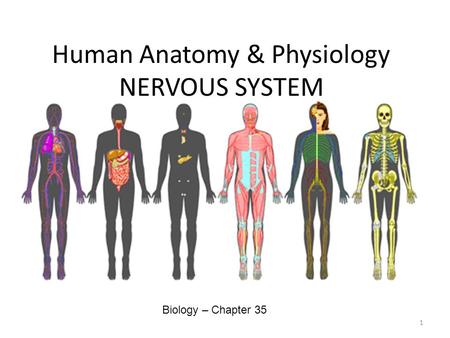 Human Anatomy & Physiology NERVOUS SYSTEM Biology – Chapter 35 1.