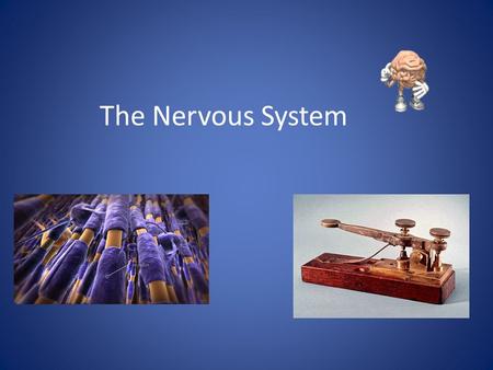 The Nervous System Function of the Nervous System 1. Receives information about what is happening both inside and outside your body. 2. Directs the way.