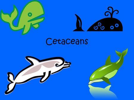 Cetaceans. Cetacean Order Cetacea includes whales, dolphins, and porpoises. Cetacea comes from the Latin word cetus and means “large sea animal”. Cetology.
