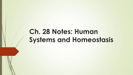 Ch. 28 Notes: Human Systems and Homeostasis. Objectives  10C analyze the levels of organization in biological systems and relate the levels to each other.
