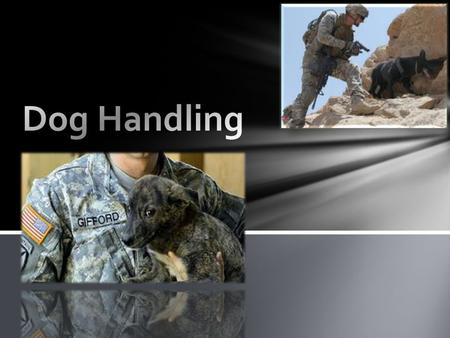 Patrol Drug Detector Dog Handling Patrol Explosive Detector Dog Handling Health and Welfare Searches Law and Order Operations VIP Support Customs Support.