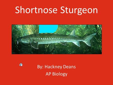 Shortnose Sturgeon By: Hackney Deans AP Biology Description of the Shortnose Sturgeon The Shortnose Sturgeon is one of the smallest species of sturgeons,