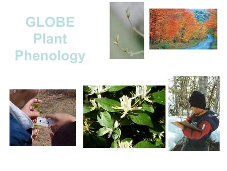 GLOBE Plant Phenology. Phenology Phenology is the study of living organisms’ response to seasonal and climatic changes in their environment. Seasonal.