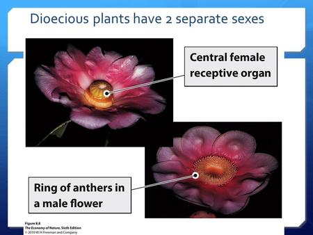 Dioecious plants have 2 separate sexes. Perfect flowers contain both male and female sexual organs.