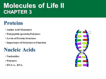 Molecules of Life II CHAPTER 3 Proteins Amino Acid Monomers Polypeptide (protein) Polymers Levels of Protein Structure Importance of Structure to Function.
