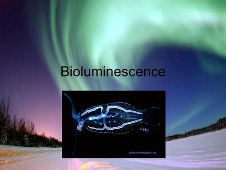 Bioluminescence.