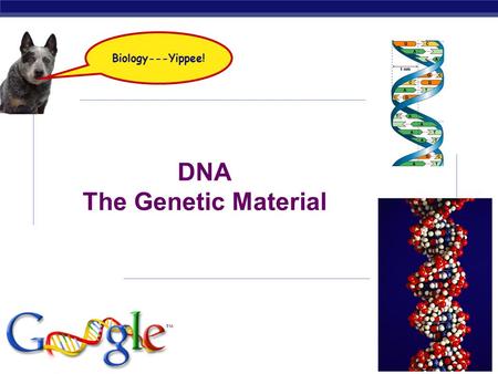 AP Biology 2008-2009 DNA The Genetic Material Biology---Yippee!