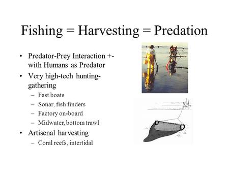 Fishing = Harvesting = Predation Predator-Prey Interaction +- with Humans as Predator Very high-tech hunting- gathering –Fast boats –Sonar, fish finders.