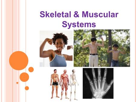 Skeletal & Muscular Systems. clavical Patella (Knee Cap) How many bones do you know?