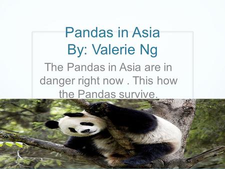 Pandas in Asia By: Valerie Ng The Pandas in Asia are in danger right now. This how the Pandas survive.