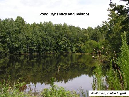 Pond Dynamics and Balance