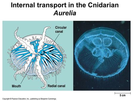 Internal transport in the Cnidarian Aurelia. Open and Closed Circulatory Systems.