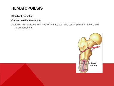 Hematopoiesis Blood cell formation Occurs in red bone marrow Adult red marrow is found in ribs, vertebrae, sternum, pelvis, proximal humeri, and proximal.