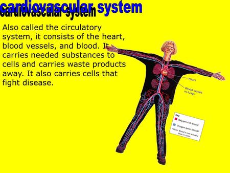 Also called the circulatory system, it consists of the heart, blood vessels, and blood. It carries needed substances to cells and carries waste products.