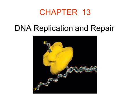 CHAPTER 13 DNA Replication and Repair.