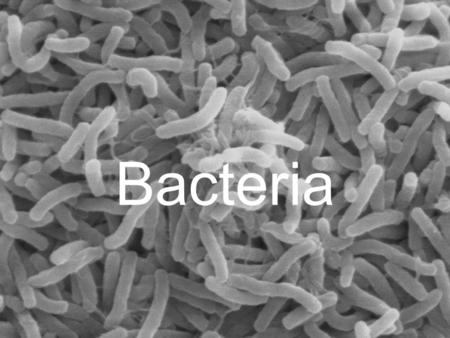 Bacteria. Archaebacteria Cholera Anthrax.