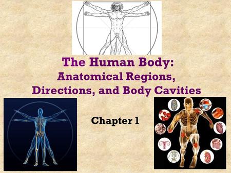 Chapter 1 The Human Body: Anatomical Regions, Directions, and Body Cavities.