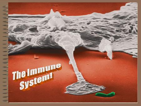 The Immune System!.