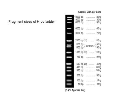 Fragment sizes of H-Lo ladder. Gel 1: Pilar & Jim High Molecular Weight DNA (extraction) PCR product That’s how it ideally should look like: nice single.