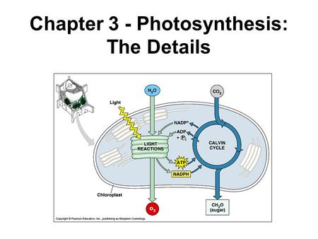 Chapter 3 - Photosynthesis: The Details
