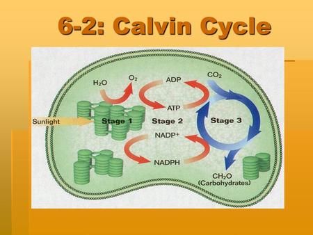 6-2: Calvin Cycle. What comes next?  In the second set of reactions of photosynthesis, plants use the energy that was stored in ATP and NADPH during.