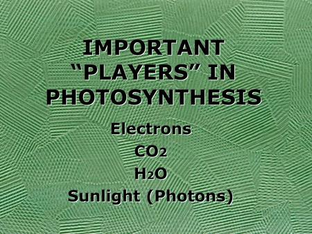 IMPORTANT “PLAYERS” IN PHOTOSYNTHESIS Electrons CO 2 H 2 O Sunlight (Photons) Electrons CO 2 H2OH2O Sunlight (Photons)