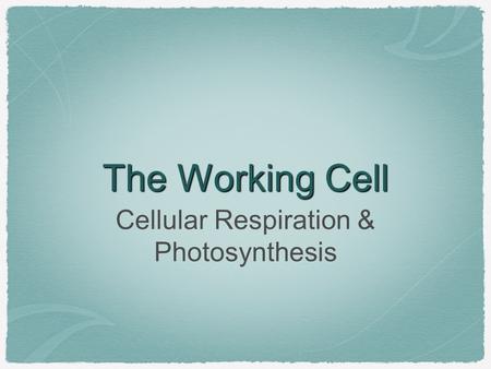 The Working Cell Cellular Respiration & Photosynthesis.