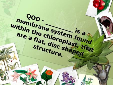 QOD - _______ is a membrane system found within the chloroplast, that are a flat, disc shaped structure.