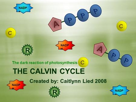 THE CALVIN CYCLE Created by: Caitlynn Lied 2008 The dark reaction of photosynthesis RR NADP H NADP + A A.
