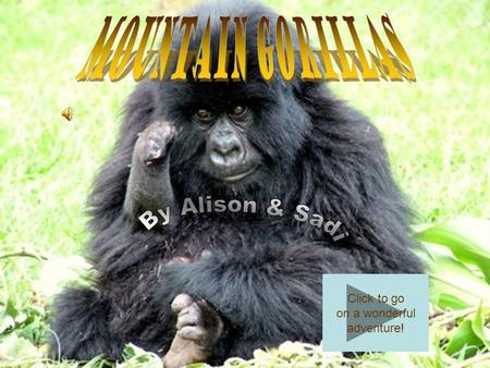 Click to go on a wonderful adventure! What does a Mountain Gorilla look like? Human looking –Hands –Nostrils –Feet Dark and has a lot of fur on the body.