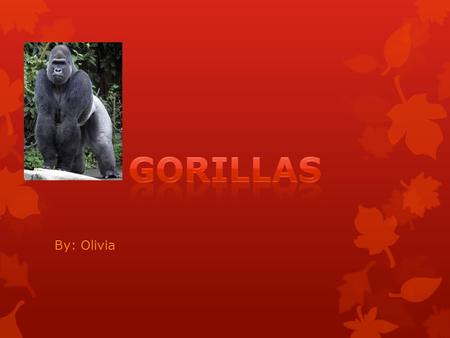 By: Olivia Mountain gorillas weigh from 200 to 400 pounds. Gorillas are extremely intelligent and can learn. The animals are peaceful, gentle, social,