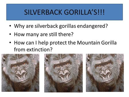 SILVERBACK GORILLA’S!!! Why are silverback gorillas endangered? How many are still there? How can I help protect the Mountain Gorilla from extinction?
