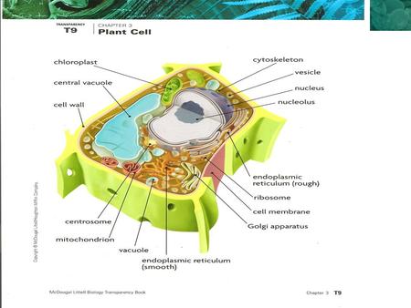 3.2 Cell Organelles. KEY CONCEPT Eukaryotic cells share many similarities.