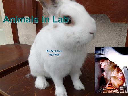 Animals in Lab By Paul Choi 06/10/09.