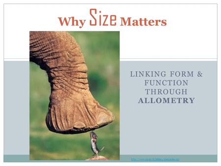 LINKING FORM & FUNCTION THROUGH ALLOMETRY Why Size Matters
