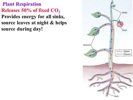 Plant Respiration Releases 50% of fixed CO 2 Provides energy for all sinks, source leaves at night & helps source during day!