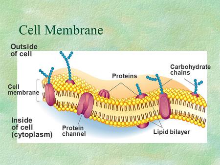 Cell Membrane Outside of cell Inside of cell (cytoplasm) Cell membrane Proteins Protein channel Lipid bilayer Carbohydrate chains.