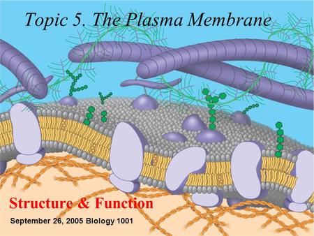 Topic 5. The Plasma Membrane Structure & Function September 26, 2005 Biology 1001.