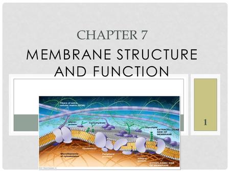 MEMBRANE STRUCTURE AND FUNCTION CHAPTER 7 1. WHAT YOU MUST KNOW: Why membranes are selectively permeable. The role of phospholipids, proteins, and carbohydrates.