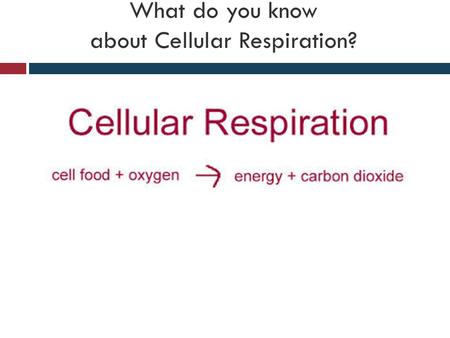 What do you know about Cellular Respiration?