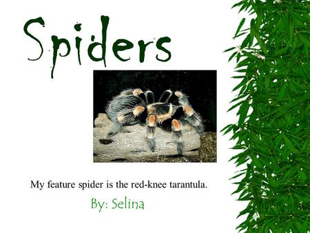 By: Selina Spiders My feature spider is the red-knee tarantula.