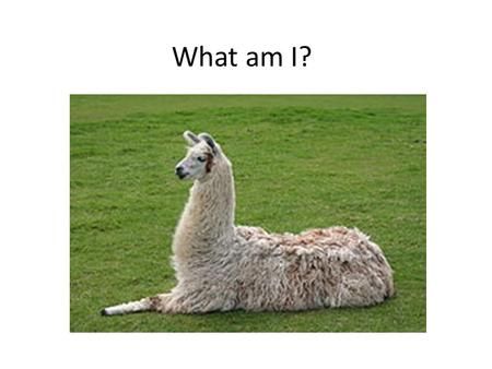 What am I?. What Are Major Differences Between Llamas and Alpacas?