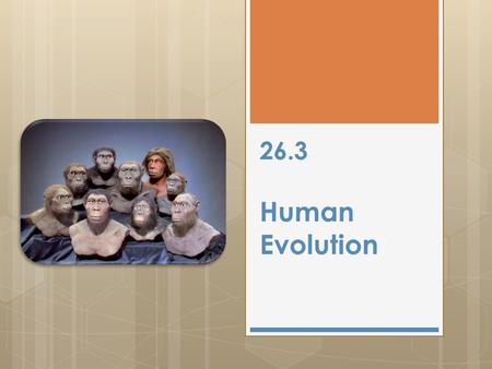 26.3 Human Evolution.