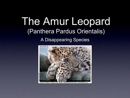 The Amur Leopard (Panthera Pardus Orientalis) A Disappearing Species.