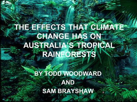THE EFFECTS THAT CLIMATE CHANGE HAS ON AUSTRALIA’S TROPICAL RAINFORESTS BY TODD WOODWARD AND SAM BRAYSHAW.