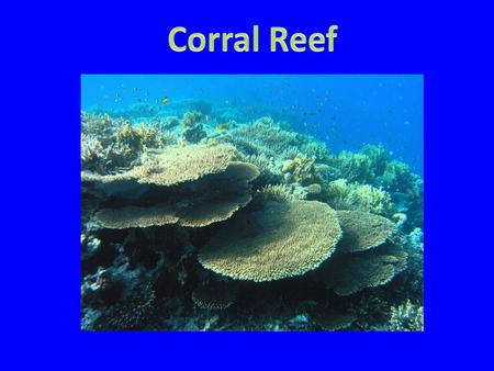 The plants that live in the coral reef are algae, stoneycup tentacles, and basket sponges. The animals that live in the coral reef are eels, sea turtles,