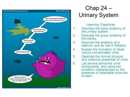 Chap 24 – Urinary System Learning Objectives 1.Describe the basic anatomy of the urinary system. 2.Describe the gross anatomy of the kidney. 3.Describe.