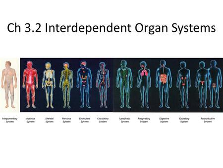 Ch 3.2 Interdependent Organ Systems