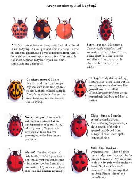 Are you a nine-spotted ladybug? No! My name is Harmonia axyridis, the multi-colored Asian ladybug. As you guessed from my name I come in different patterns.