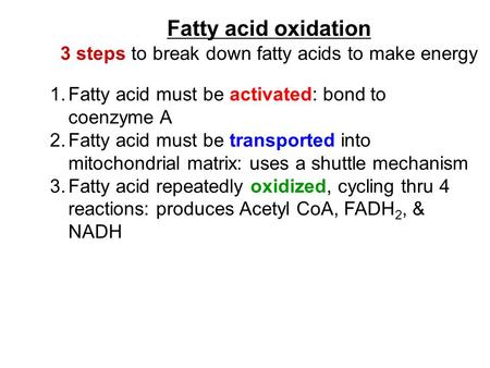 Fatty acid oxidation 3 steps to break down fatty acids to make energy 1.Fatty acid must be activated: bond to coenzyme A 2.Fatty acid must be transported.